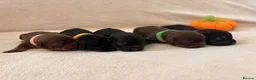 Doxiepoo dogs for sale: 5 beautiful doxipoo puppies🐾 - Advert 1