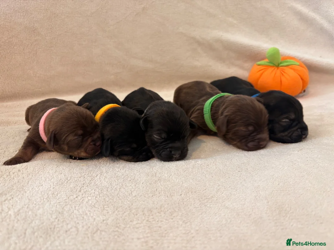 Doxiepoo dogs for sale: 5 beautiful doxipoo puppies🐾 - Advert 1