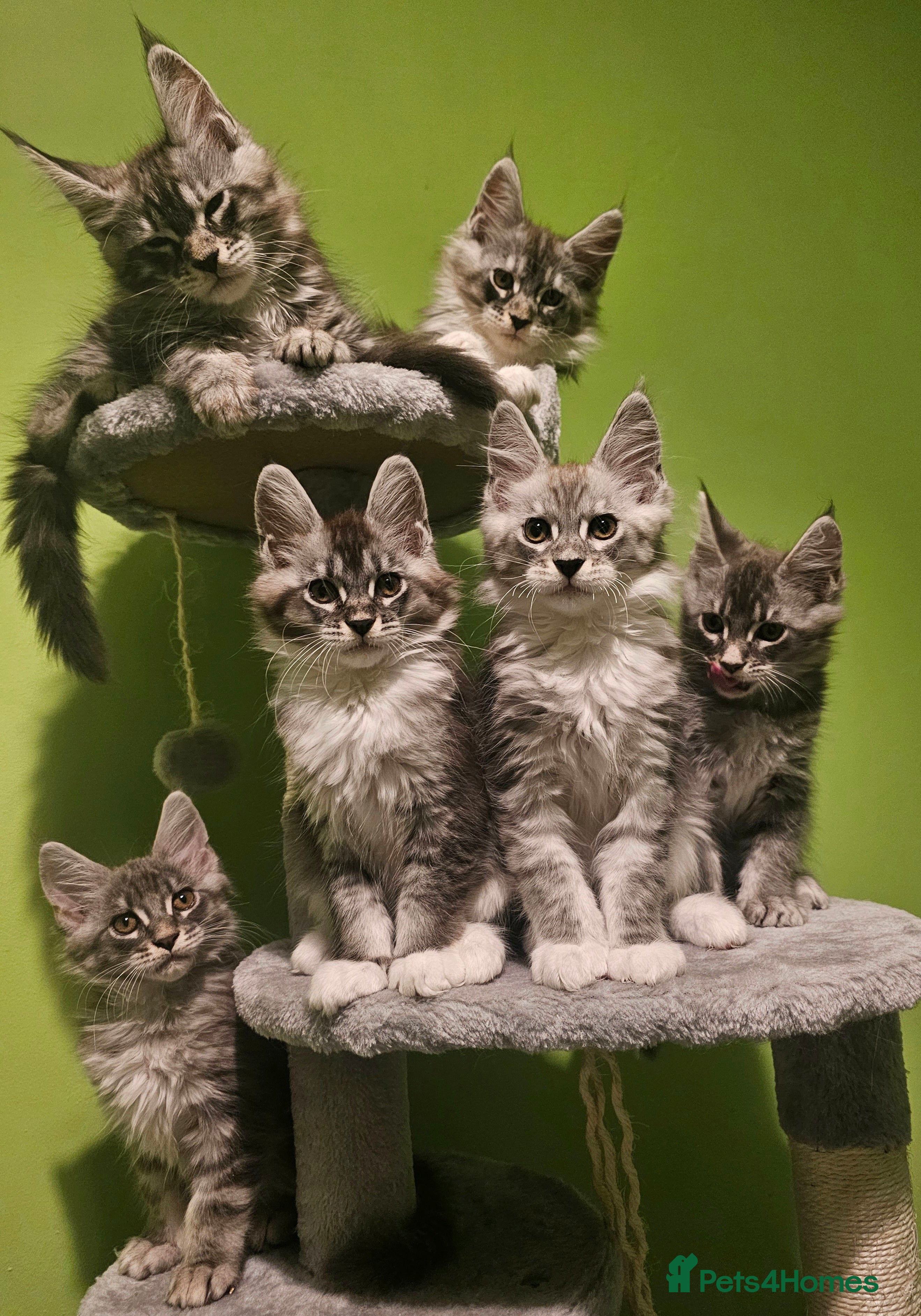 Maine Coon cats Champion bloodline maine coon kittens TICA - Advert 14