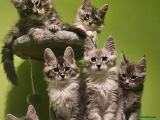 Maine Coon cats Champion bloodline maine coon kittens TICA - Advert 14