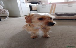 Mixed Breed dogs for sale: Shady 14 months- for rehoming  - Image 4