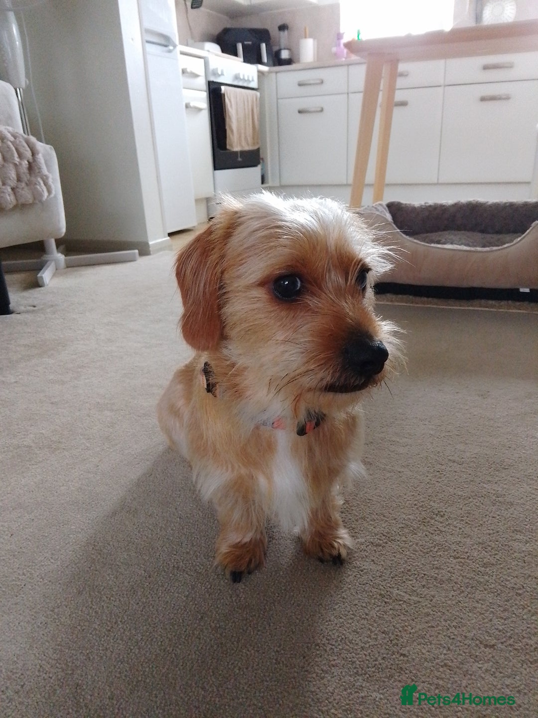 Mixed Breed dogs for sale: Shady 14 months- for rehoming  - Image 4