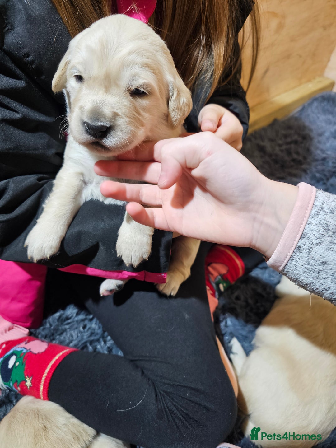 Golden Retriever dogs for sale: Golden retriever puppy for sale in Harrow  London - Advert 20