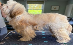 Tibetan Terrier dogs for stud: Tibetan Terrier for Stud Duties - Image 2