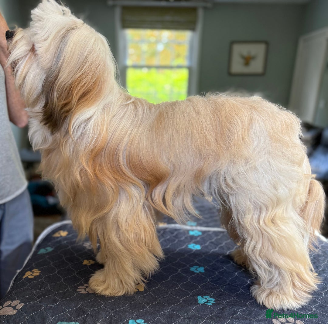 Tibetan Terrier dogs for stud: Tibetan Terrier for Stud Duties - Image 2