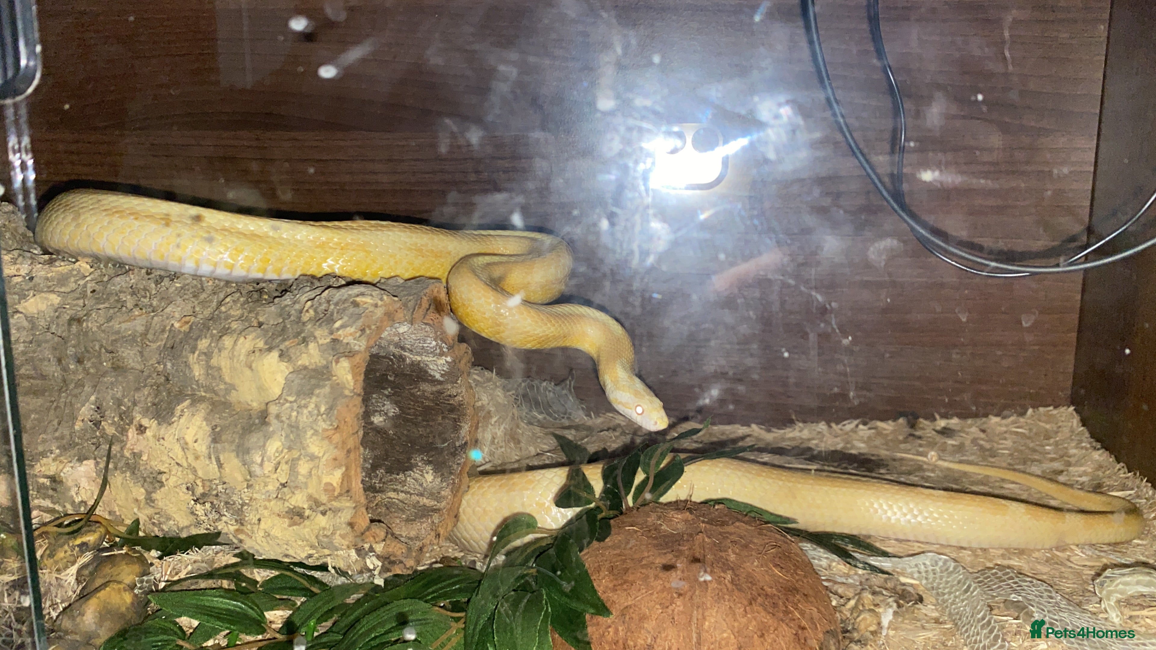 Corn Snake reptiles Corn snake - Advert 1