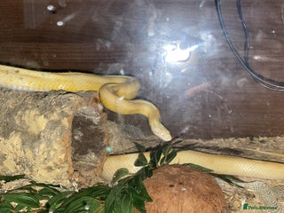 Corn Snake reptiles Corn snake - Advert 1