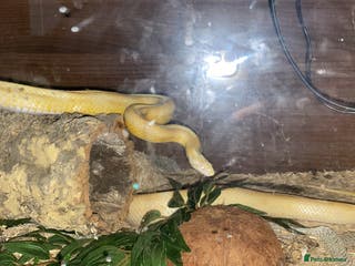 Corn Snake reptiles Corn snake - Advert 17