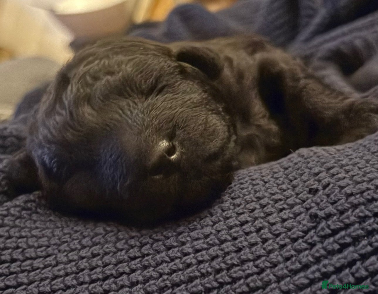 Jackapoo dogs 🐾 Beautiful F1B Jackapoo Boy – Home Reared - Advert 3