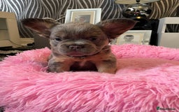 French Bulldog dogs for sale: Fluffy Female Frenchies  - Image 5