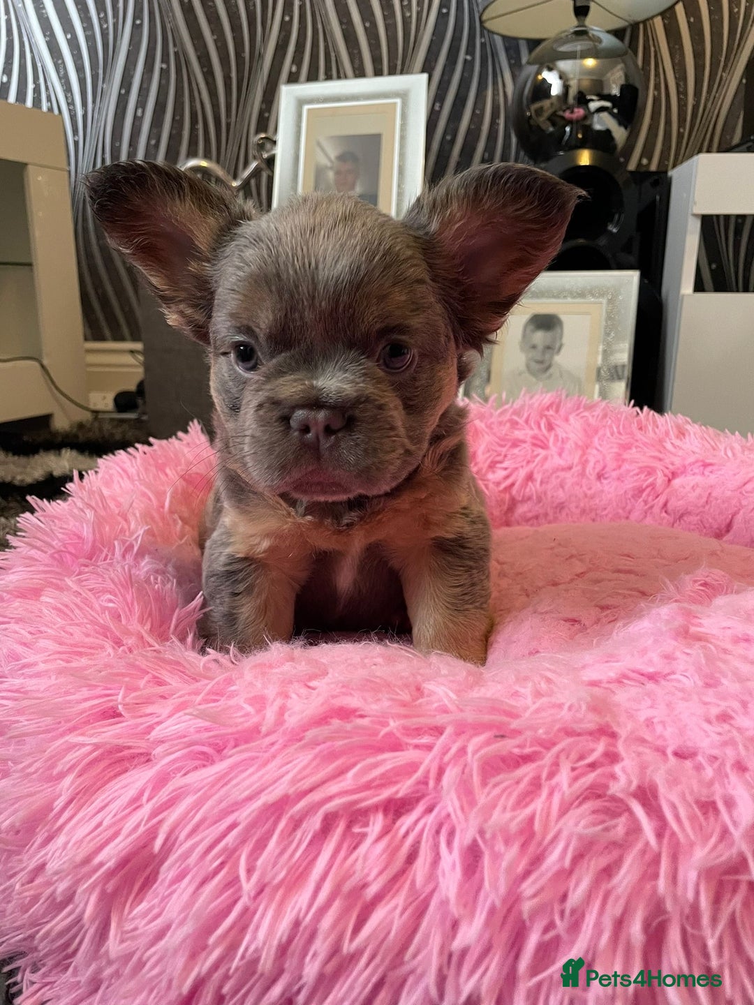 French Bulldog dogs for sale: Fluffy Female Frenchies  - Image 5