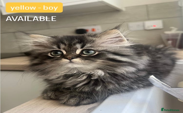Persian cats in Reading - Advert 1
