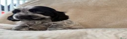 Cocker Spaniel dogs for sale: Top Quality KC Show Cocker Spaniel Puppies  - Advert 7