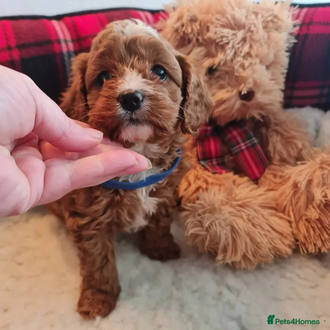 Gallery Image {{count}}