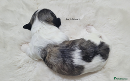 Mixed Breed dogs for sale: 🐶 Adorable La-Chon Puppies-Ready 1st December 🐶 - Image 4