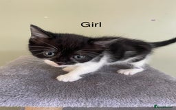 Mixed Breed cats for sale: kittens  - Image 4