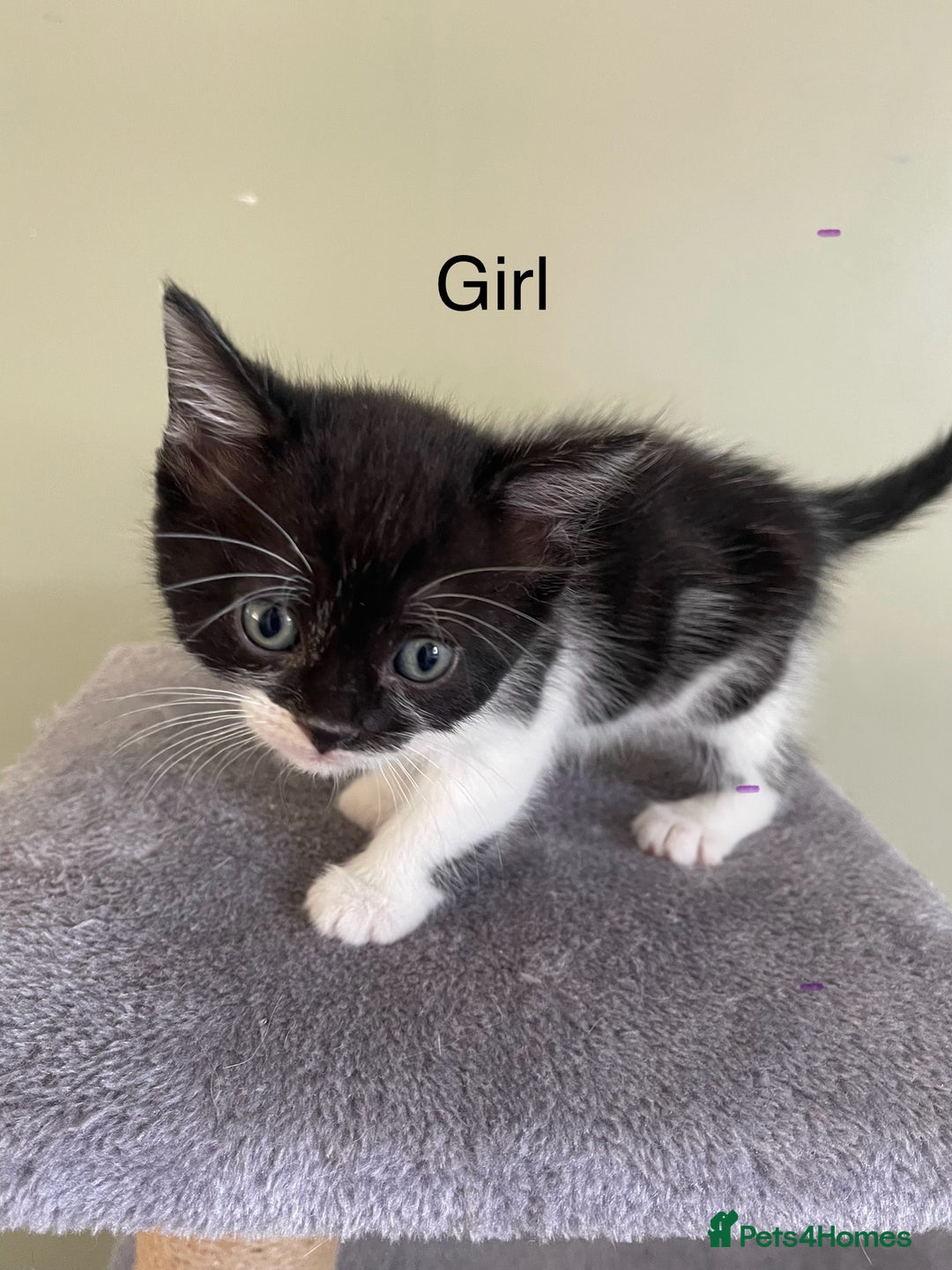 Mixed Breed cats for sale: kittens  - Image 4
