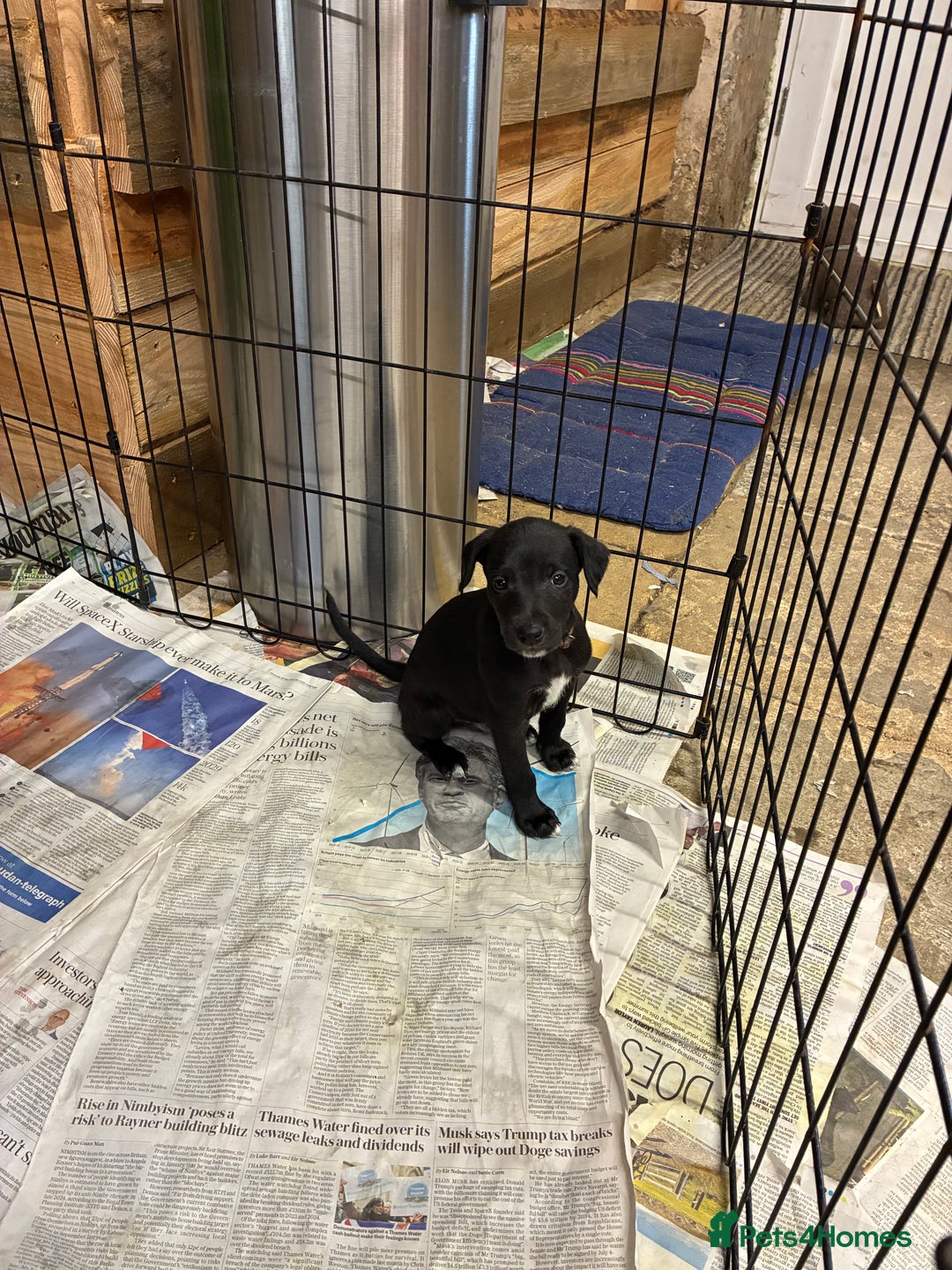 Mixed Breed dogs for sale: Bedlington Whippet Puppy - Image 3