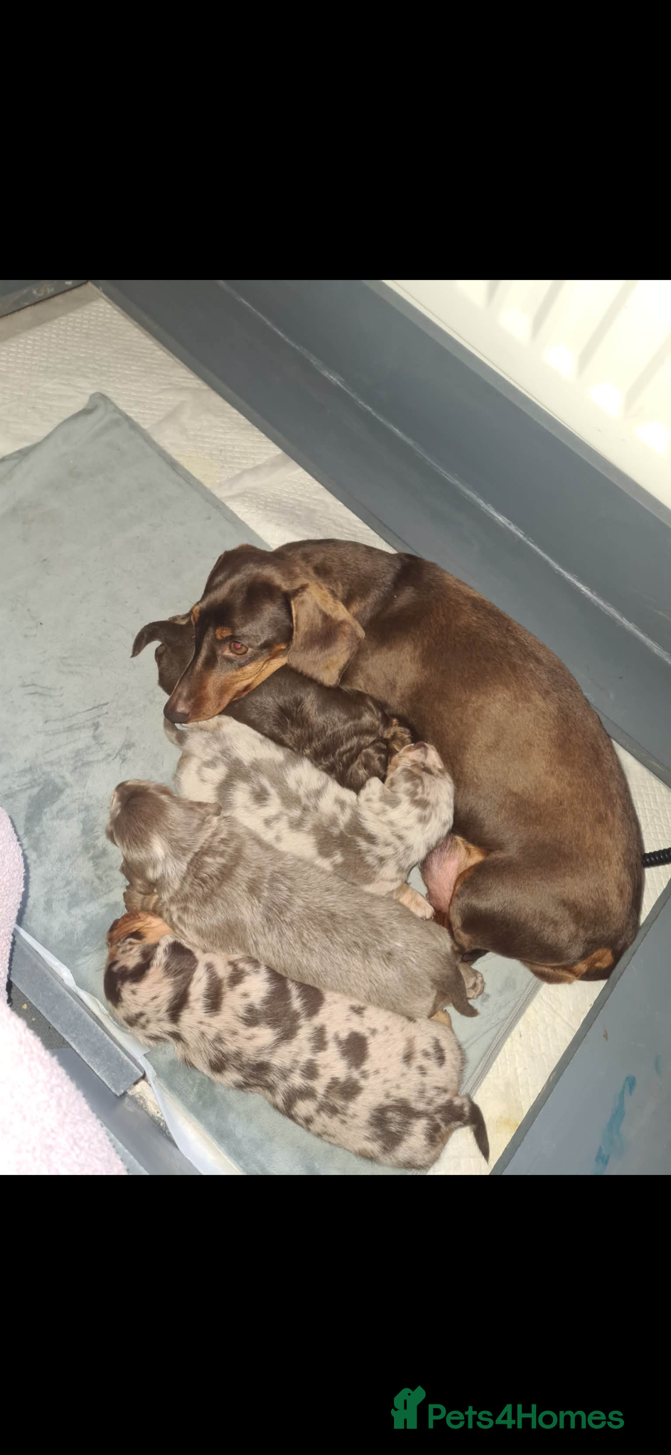 Miniature Dachshund dogs miniature daschaund pupils  - Advert 1