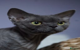 Devon Rex cats for sale: 💙 Devon Rex Female Kitten Available 💙 - Image 31