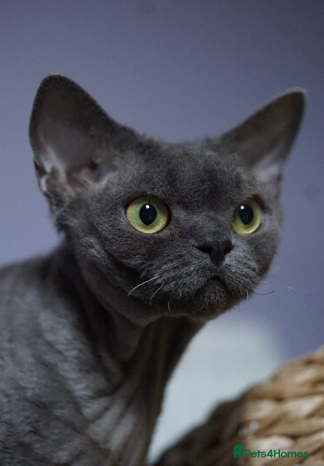 Devon Rex cats for sale: 💙 Devon Rex Female Kitten Available 💙 - Image 31