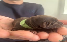 Cockapoo dogs for sale: Cockapoo puppies - Image 18