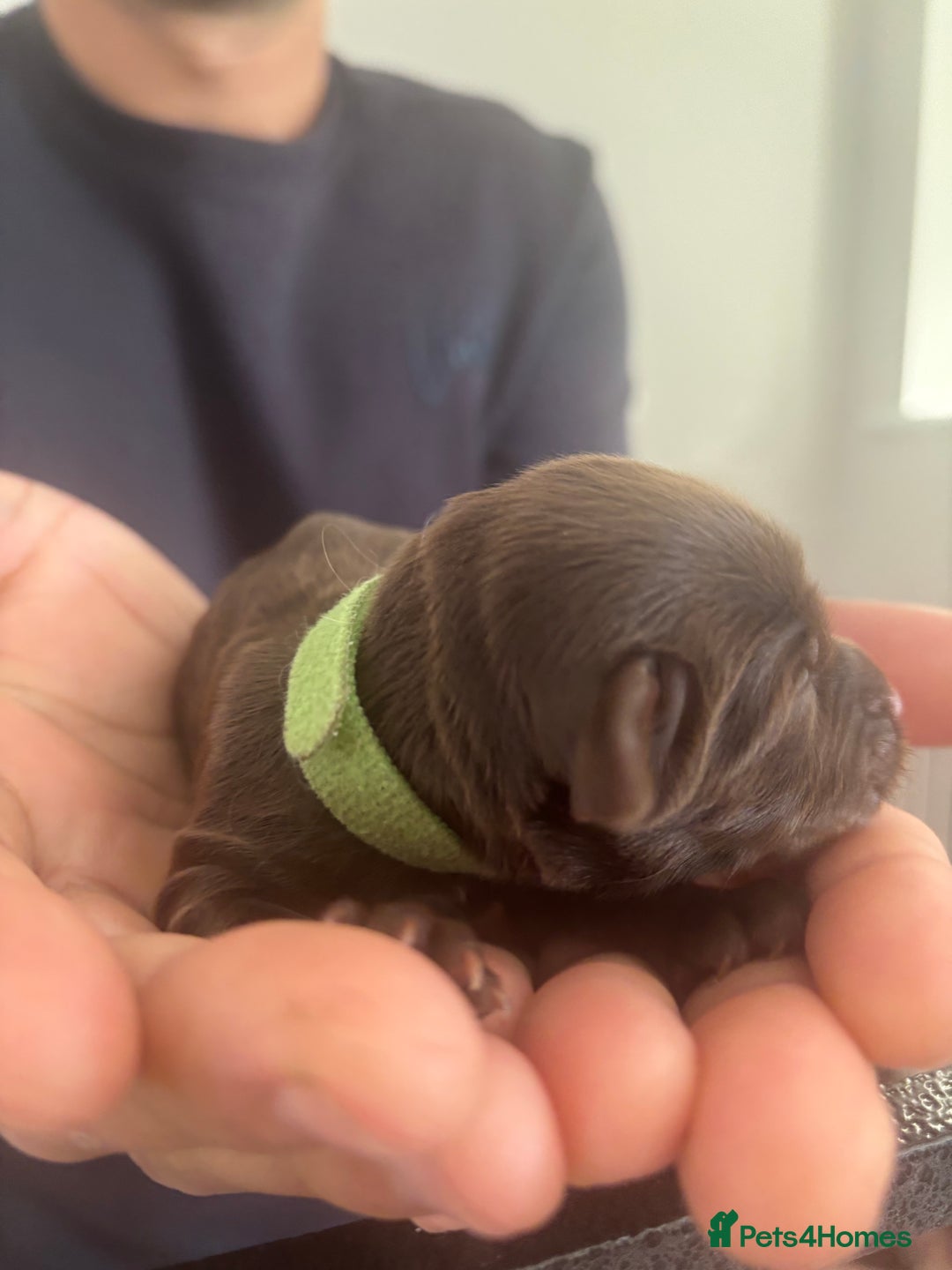 Cockapoo dogs for sale: Cockapoo puppies - Image 18