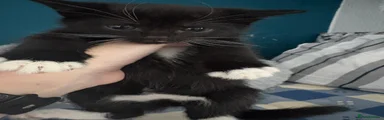 Freya