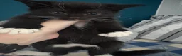 Domestic Shorthair cats for sale: 4 stunning babies  - Advert 10