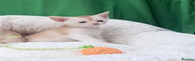 Abyssinian 1
