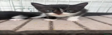 Scottish Straight Black and White female