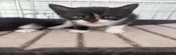 Scottish Fold cats for sale: Scottish Fold Mix Kitten  - Advert 11