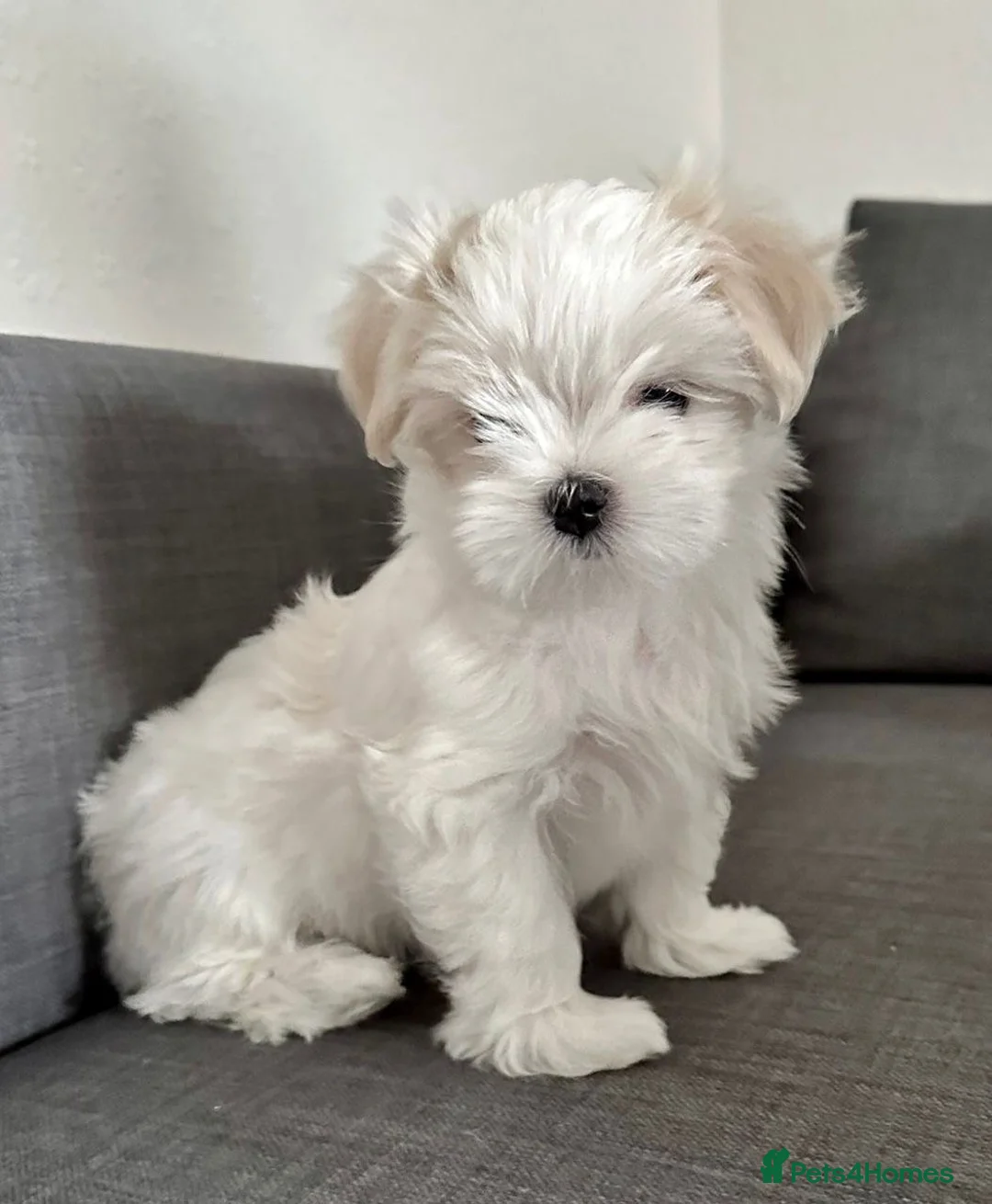 Maltese dogs for sale: 🌸 Exceptional KC Registered Maltese girls  🌸 - Advert 3