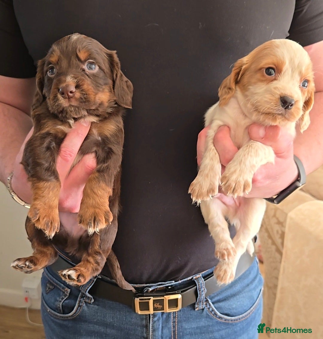 Cocker Spaniel dogs ** OUTSTANDING COCKER SPANIEL PUPS ** - Advert 15