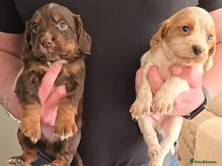 Cocker Spaniel dogs ** OUTSTANDING COCKER SPANIEL PUPS ** - Advert 15