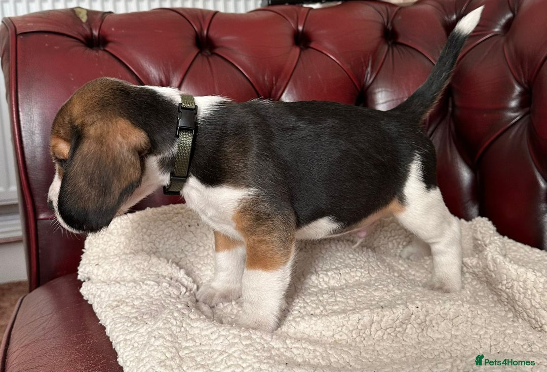 Beagle dogs for sale: Beagle Puppies - Image 16