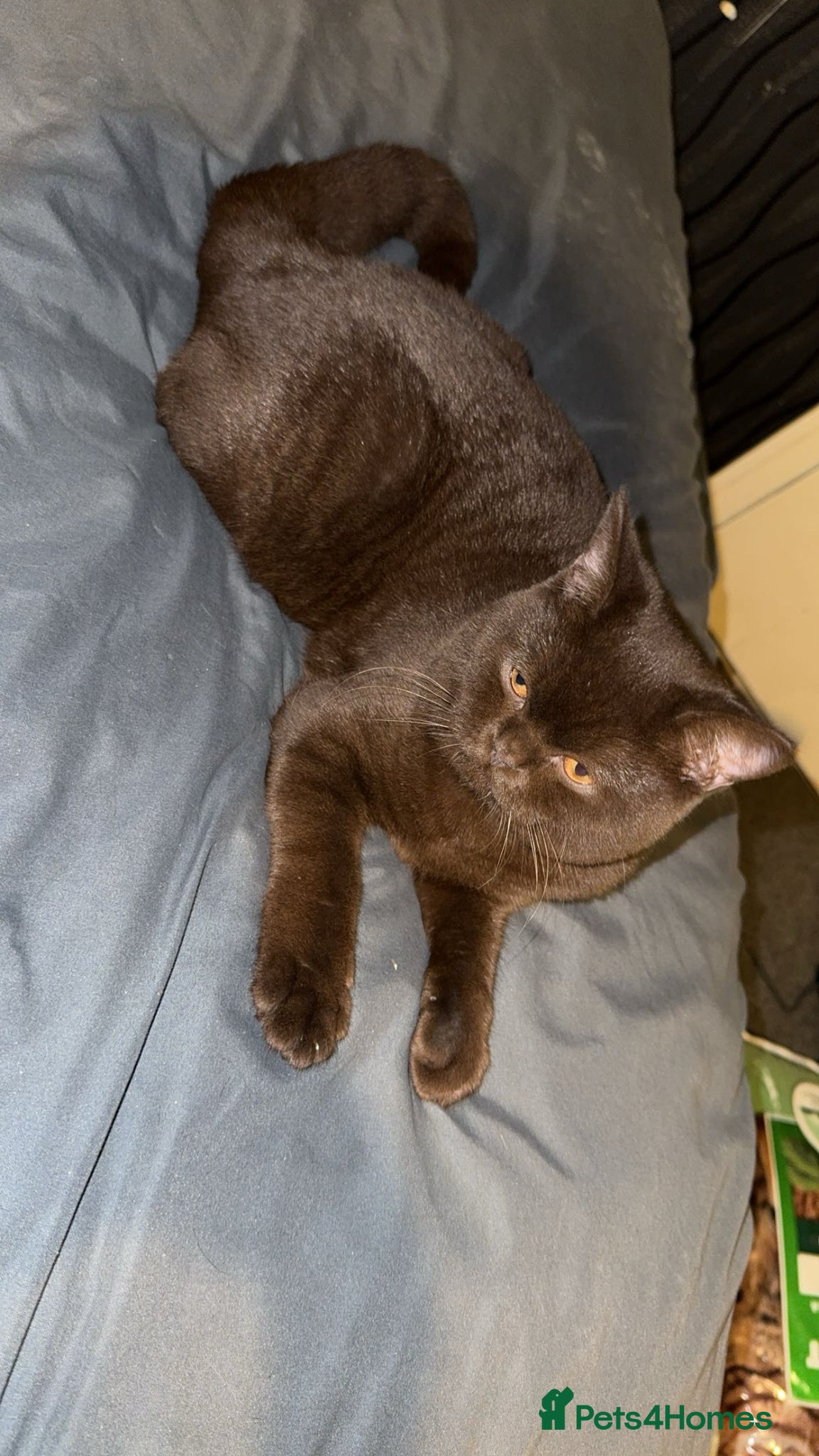 British Shorthair cats Chocolate British Shorthair  - Advert 1