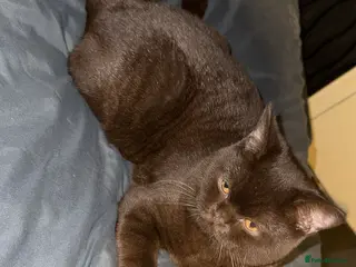 British Shorthair cats Chocolate British Shorthair - Advert 1