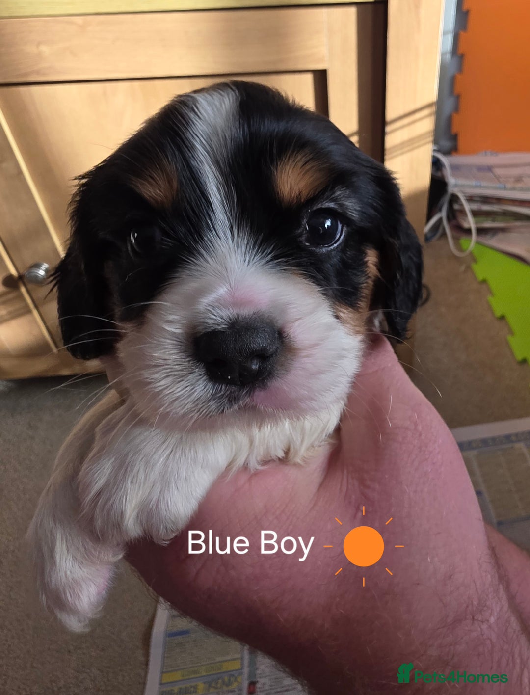 Cockalier dogs for sale: working cocker spaniel  - Image 24