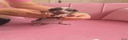 Chinese Crested dogs for sale: ✨🐾 EXQUISITE & RARE CHINESE CRESTED PUPPIES 🐾✨ - Advert 11