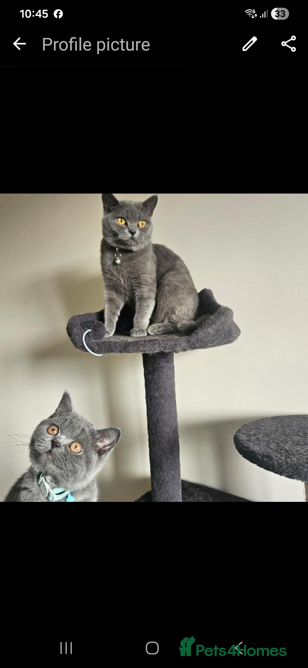 British Shorthair cats Male kitten for sale  - Advert 2