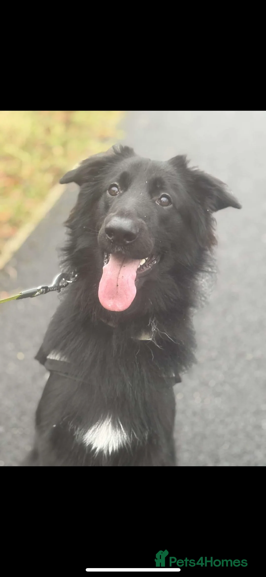 Mixed Breed dogs for sale: ⭐️💕 2 confident border collie x GSD girls 💕⭐️ - Advert 5