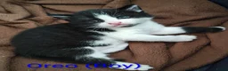 Mixed Breed cats for sale: Kittens for sale! - Advert 5