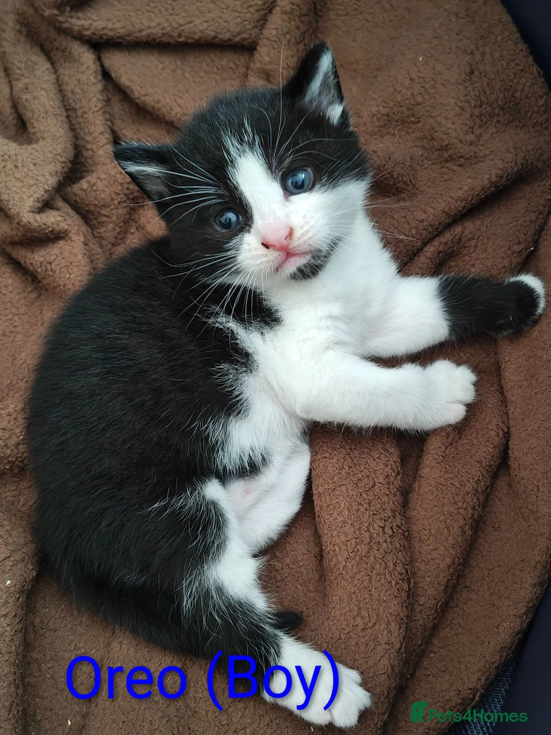 Mixed Breed cats for sale: Kittens for sale! - Advert 5