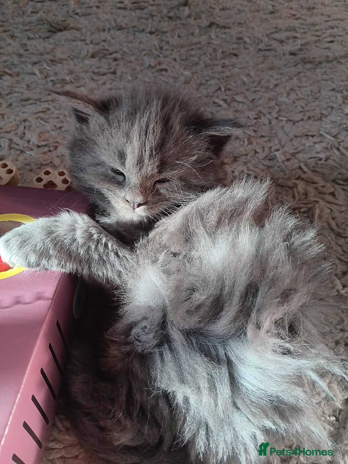 Maine Coon cats Purebred  - Advert 19