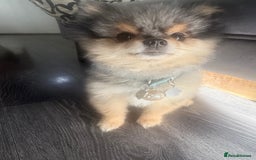 Pomeranian dogs for stud: 🎃EXPERIENCED👑KING ZIGGY & PRINCE COCO🏆STUD Boys in Bedford - Image 26