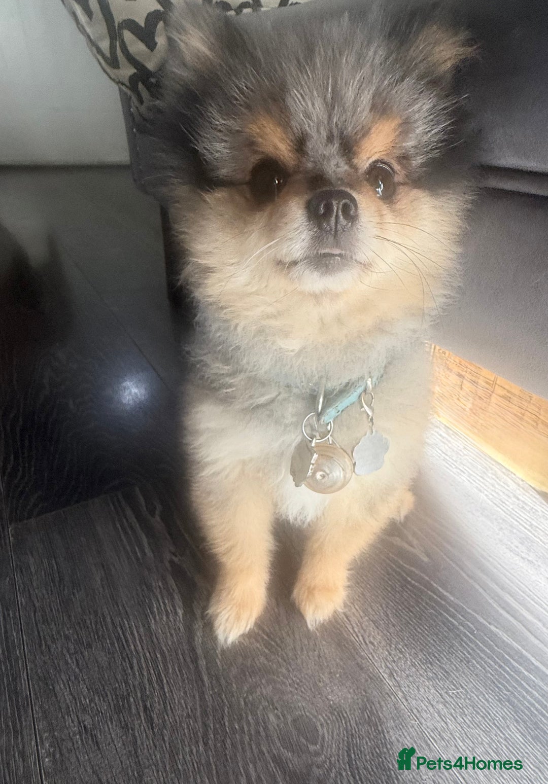 Pomeranian dogs for stud: 🎃EXPERIENCED👑KING ZIGGY & PRINCE COCO🏆STUD Boys in Bedford - Image 26
