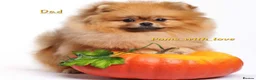 Pomeranian dogs for sale: REDUCED RARE boy🔝Quality! 40+🏆 in his lines - Advert 4