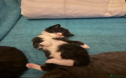 Domestic Shorthair cats for sale: 2x Tuxedo kittens  - Image 2