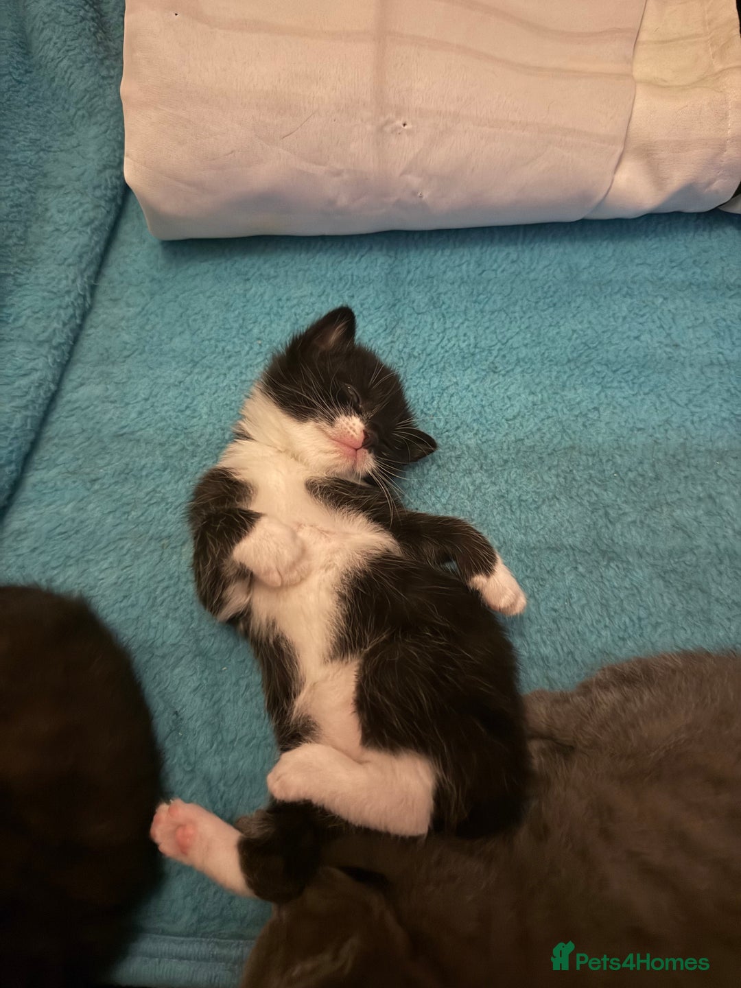Domestic Shorthair cats for sale: 2x Tuxedo kittens  - Image 2